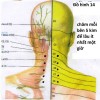 Tố chất cần để theo đuổi nghành Y Học Cổ Truyền